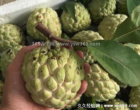 佛头果是什么水果-是番荔枝/台湾省的一种著名水果