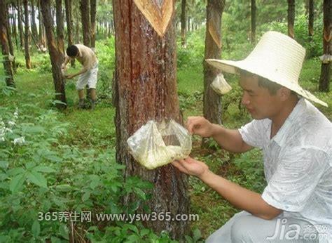 松香的作用有哪些,是重要的化工原料之一/清洁效果很好