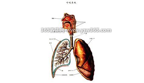 支气管炎偏方三天见效除根太神了,生姜萝卜汁每天喝能改善支气管炎