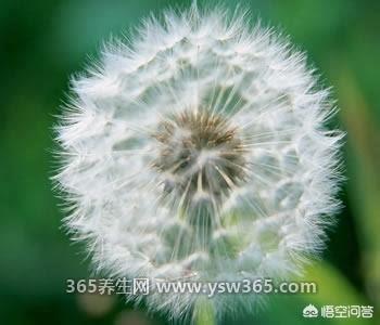 蒲公英哪四种人不能喝,肠胃体寒/孕妇/低血压和过敏的人