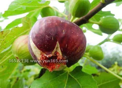 无花果叶子治疗痔疮的方法,有熏蒸/湿敷/坐浴/炖汤等