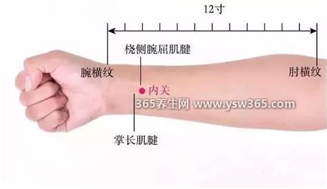 内关的准确位置图和作用,位于人体的手腕处/对心绞痛等有很好的效果