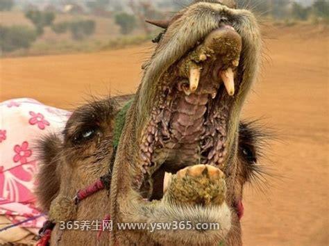 骆驼吃仙人掌不怕刺吗,不怕(骆驼的口腔结构很特别)