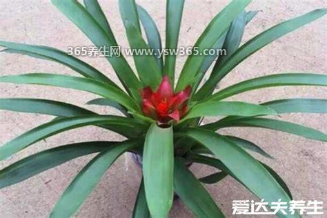 凤梨花与鸿运当头区别,是同一种花没有区别/每个地方的名字不一样