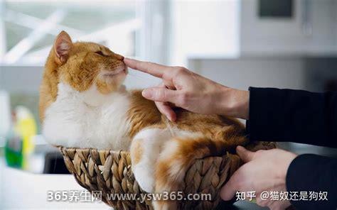 怎么确定猫认主人了,发出咕噜声或者跑到床上睡觉