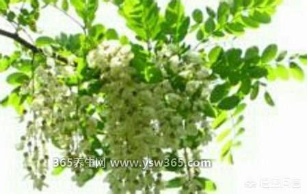 槐花对女性有哪些好处,清热解毒/降血压/润肺止咳/排毒养颜