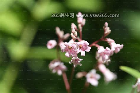 真实的罗布麻图片大全,花期为4-9月/果期为7-12月