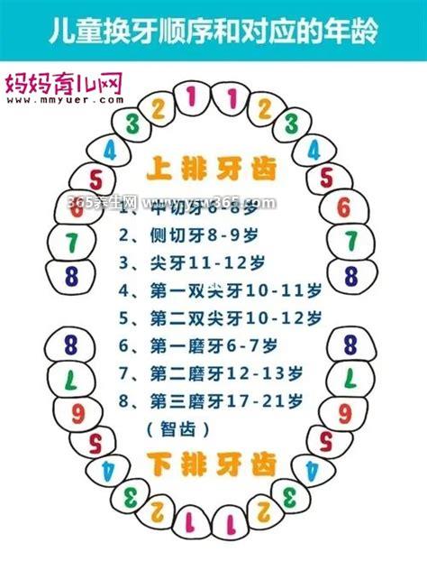 儿童换牙顺序图20颗,换牙顺序是先上下乳房切牙(门牙)