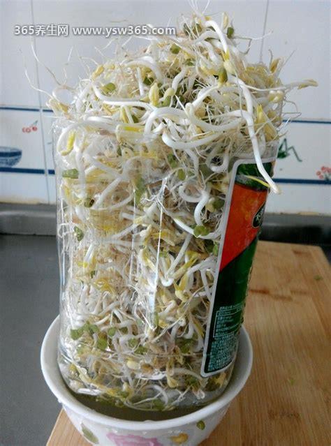 绿豆芽怎么发豆芽的步骤,共六步很简单成功率很高