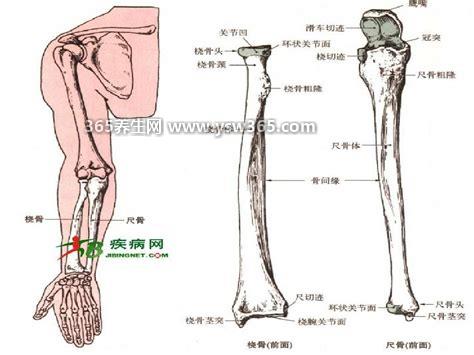 桡骨是哪个部位图片,桡骨是我们上肢的重要骨骼之一