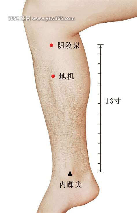 阴陵泉的准确位置图,在足三里穴对面/主治腹胀腹泻