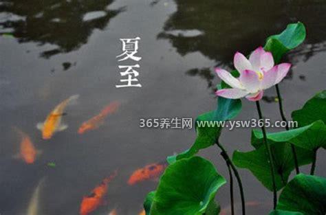 夏至是什么意思是入伏吗,不是入伏/而是说天气会越来越热