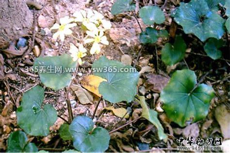 八角乌功效及作用,是一种具有很好药用价值的植物(活血止血)