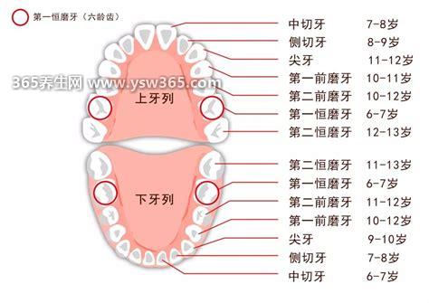 儿童换牙齿顺序和年龄图20颗,换牙顺序一般是先下后上