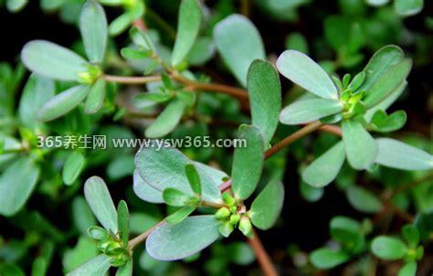 马齿苋图片功效与作用,可以治疗溃疡/杀菌消炎/维护心血管健康