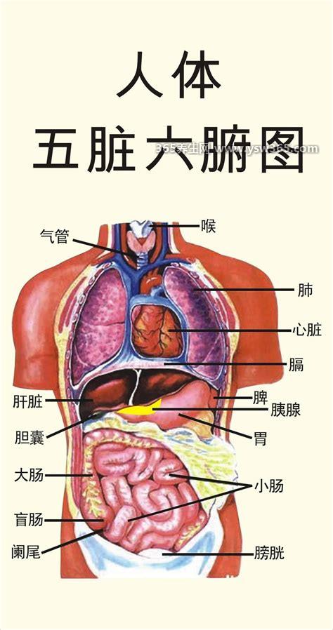 人体器官分五脏六腑器官分布图,五脏六腑器官一览图
