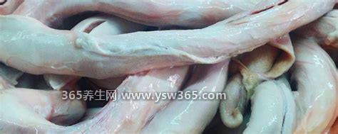 牛鞭为什么那么长是牛的什么器官,牛的生殖器(壮阳补肾)