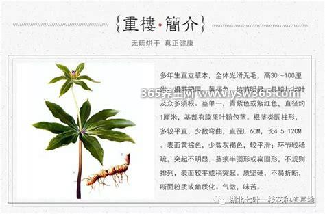 重楼的功效与作用,有消肿止痛/化瘀止血的作用