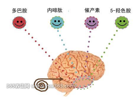 女生说内啡肽是什么意思,暗示她已经爱上你了(喜欢你)