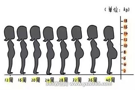 怀孕1一9月肚子变化图,怀孕5个月(17-20周)肚子明显增大