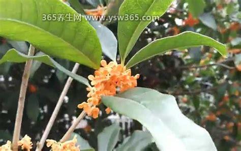 桂花树为什么不能栽在家里,花香太浓了影响人的睡眠
