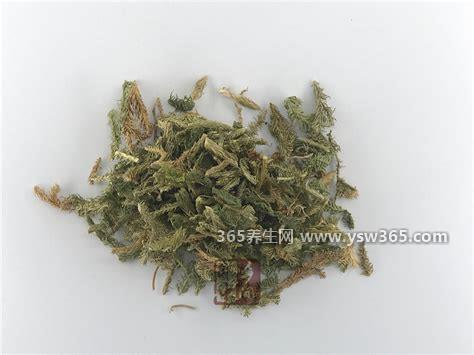 伸筋草的功效与作用及禁忌,可以消肿止痛/祛湿通络/清热降火