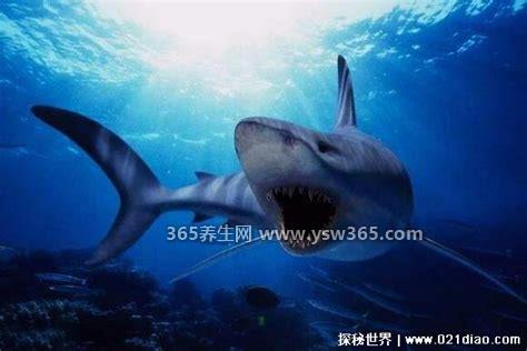 鲨鱼会救人吗,会救人(鲨鱼一般不把人类当食物)