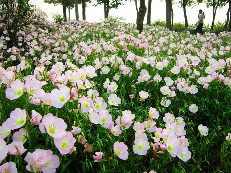 晚樱草花语是什么,两种花语/转瞬即逝的爱情