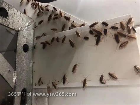 家里放一物绝对没蟑螂,四种方法(目前灭蟑胶饵最有效)