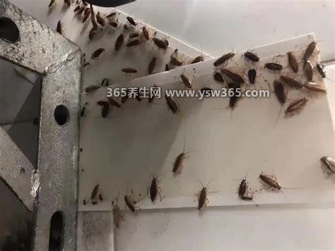 家里放一物绝对没蟑螂,可以试试白糖和小苏打(简单的杀虫剂)