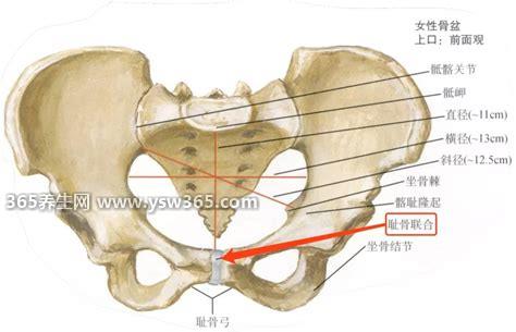 孕妇耻骨位置图,平躺时私处会突出一块骨头(突出的就是耻骨)