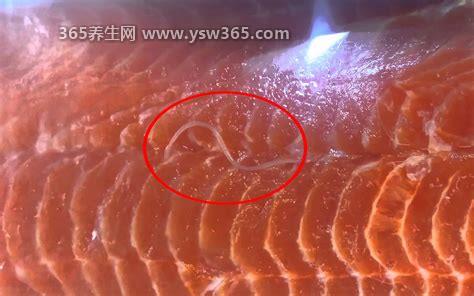 三文鱼寄生虫图片,最常见的就是异尖线虫(很容易被杀死)