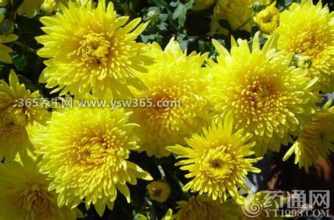 山菊花的功效与作用,可以治疗皮肤湿疹/喉咙痛等作用