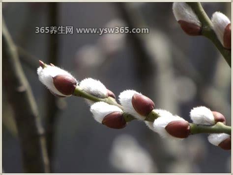 银柳是干养还是水培,两种方法都可以(水培的更好看)