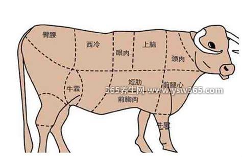 牛上脑是哪个部位图片,位于牛的肩颈部靠近后棘两侧的肉