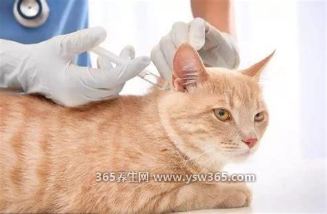 被猫咬千万不要打狂犬疫苗纯属谣言,被野猫咬伤肯定是要打疫苗的