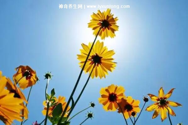 万事顺遂为什么不能乱说可以当生日祝福吗,不能乱说(可以当生日祝福)