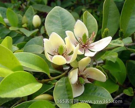 含笑花的寓意和象征,庄重矜持/纯洁无瑕/幸福