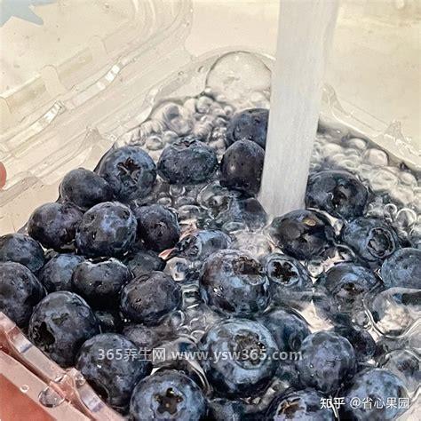 蓝莓怎么洗才干净,放入清水中用手轻轻揉搓/用清水冲洗干净