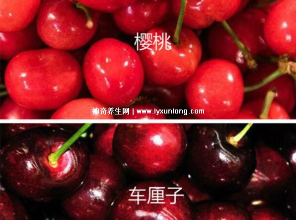 车厘子和樱桃的区别图片,品种不同而已(四种区别)