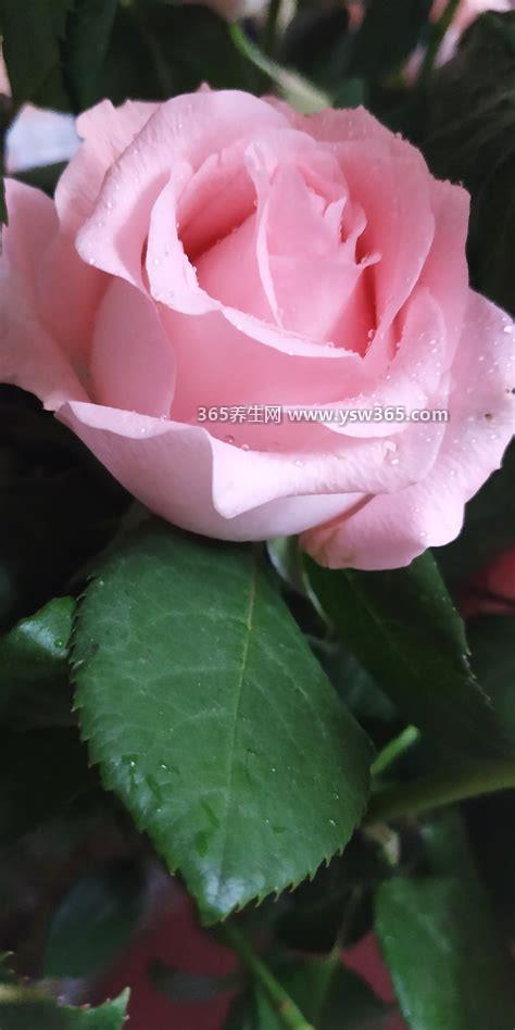 玫瑰花怎么保存,定期给花换水有利于花的保存