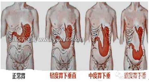 胃在什么位置图片左边还是右边,大致在左边与食道相连