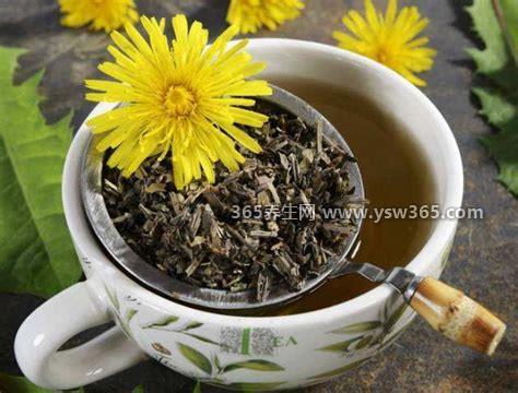 蒲公英根茶的作用与功效,可以清热解毒/预防感冒还能凉血消肿