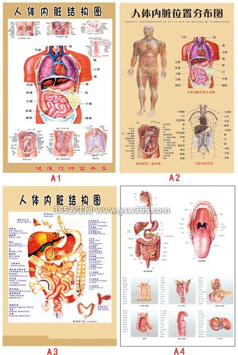 人体结构示意图器官位置图片,人体正反面的高清解剖图