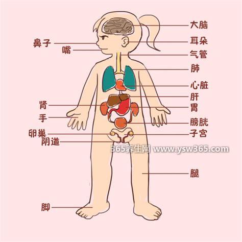 身体构造图是怎样的,人体的结构很复杂,结构不一样