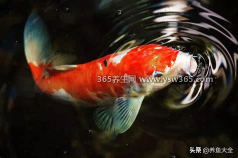 怎么知道自己会不会锦鲤吸水,可以性生活的过程中感受到