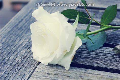 白色玫瑰寓意和花语,表达对恋人的承诺(向对方传达自己的感情)