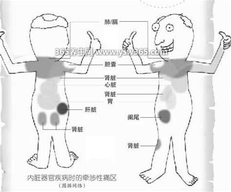 人体器官疼痛位置图解,18个痛点的精确位置图