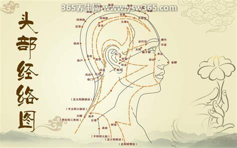 人体九条头部经络图解大全,经常头痛可以通过按摩头部经络来改善