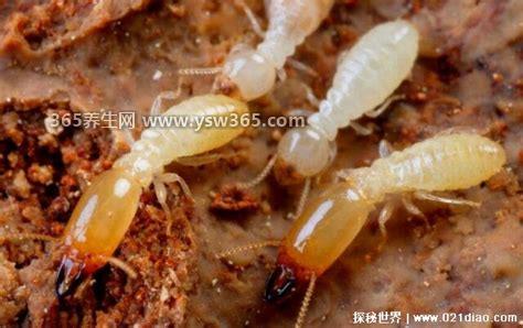 白蚁怎么消灭才干净,可以付费请专门的公司上门